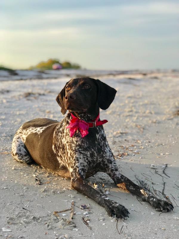 /images/uploads/southeast german shorthaired pointer rescue/segspcalendarcontest2021/entries/21783thumb.jpg